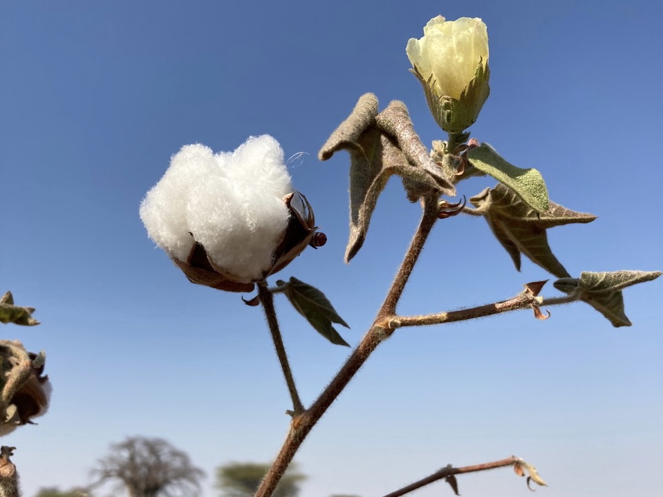 フェアトレードプロジェクトで栽培される綿花