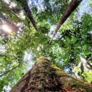 コパイバマリマリとアマゾンのお話会